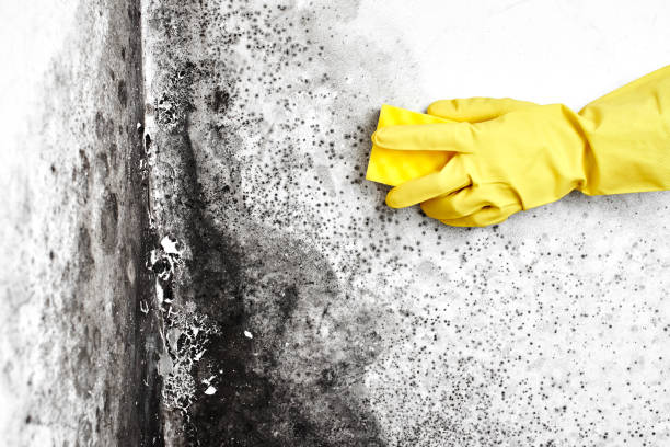 Orangeburg, SC Mold Removal Company